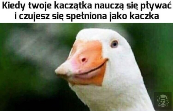 Elo