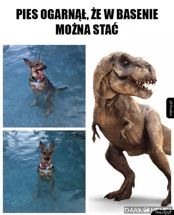 Rex