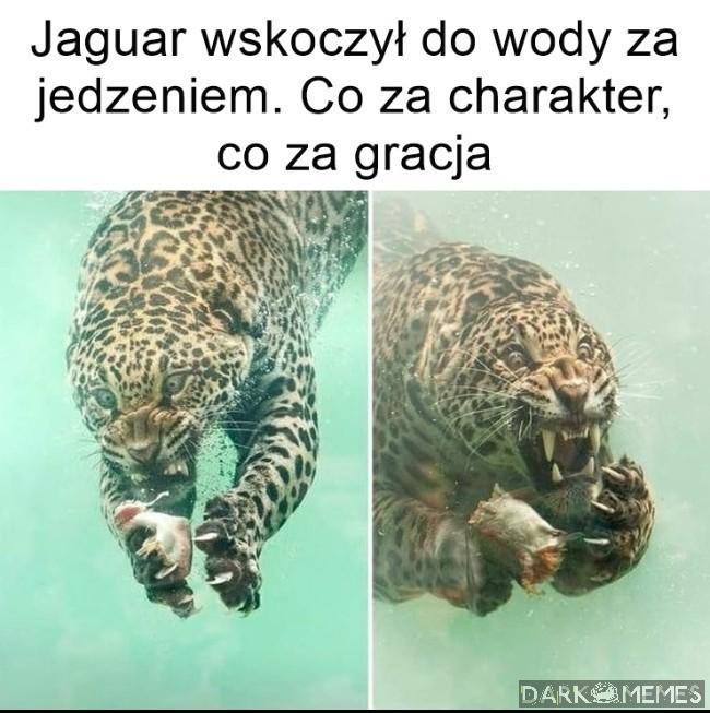 Zwierzę