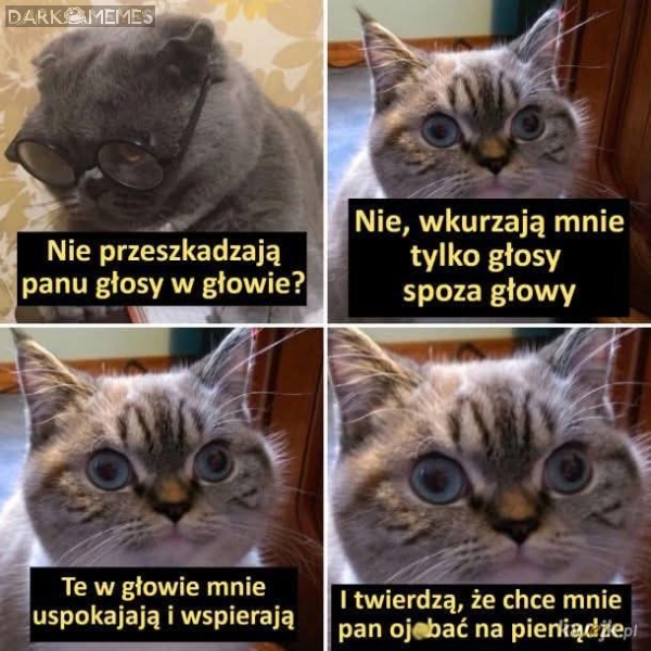 Głosy