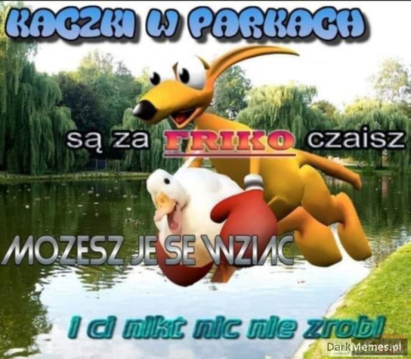 kaczki czaisz