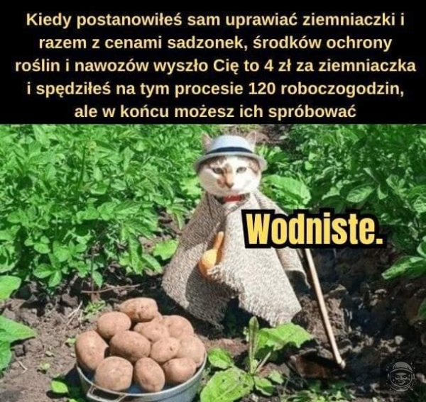 Kartofelki szkrabiesz?