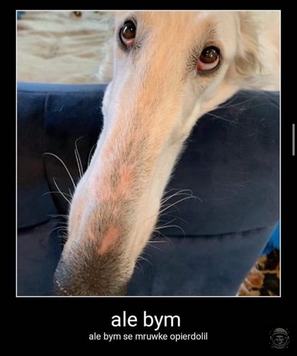 mrófka