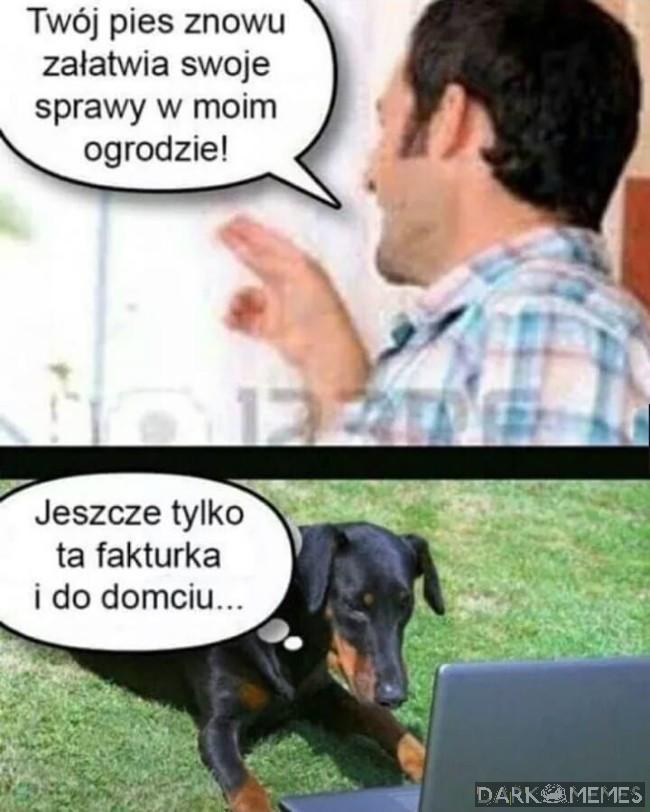 Kupa