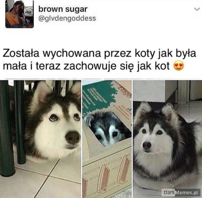 Kot czy coś