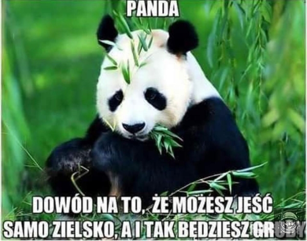 panda