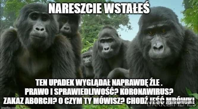 Co Ty gadasz?