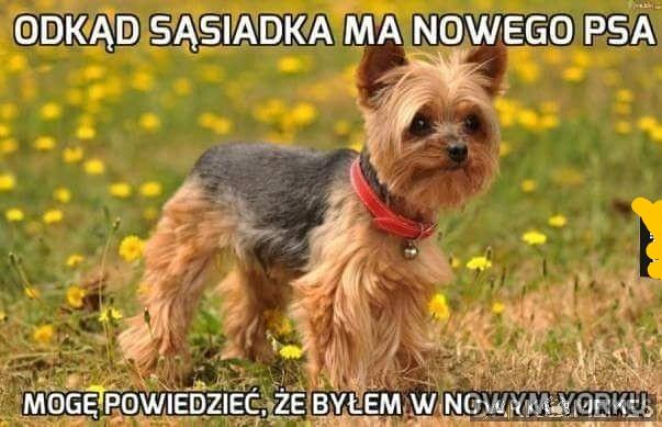 Wszędobylski