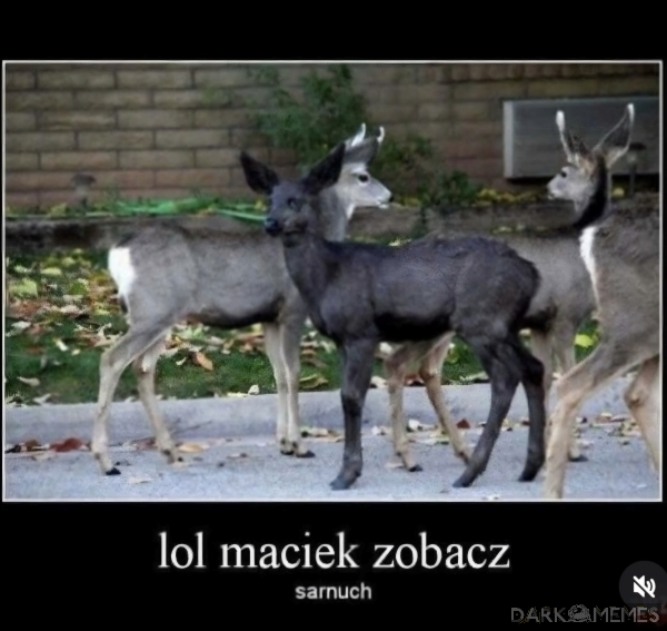 Maciek