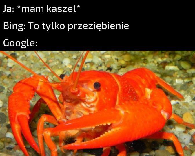 Albo korona xd