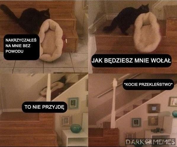 Kitki takie są