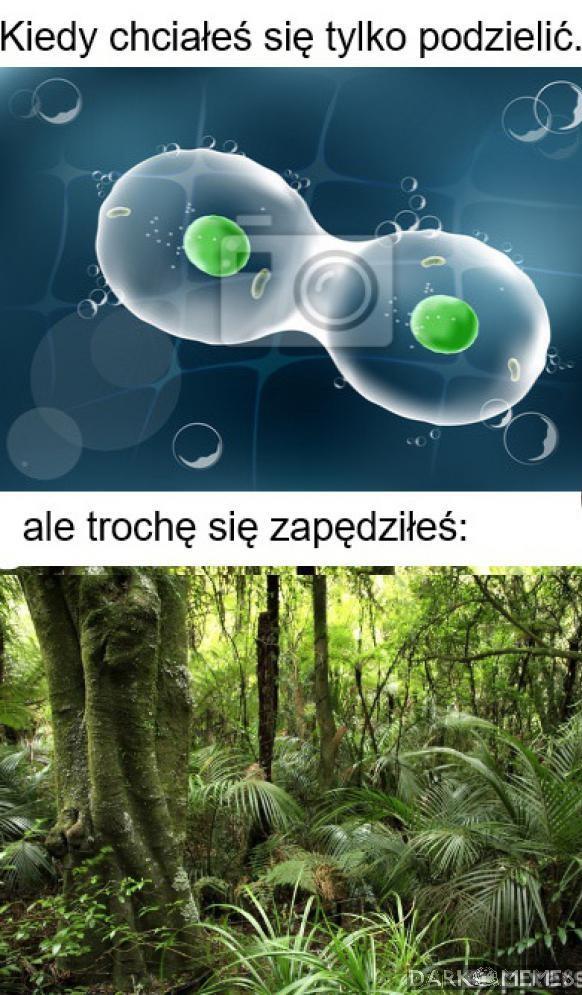 Puszcza