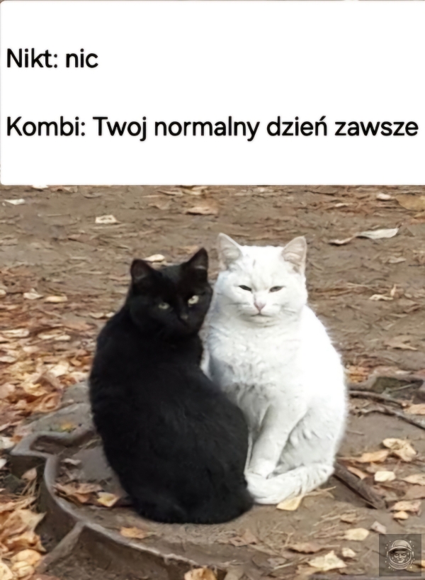 Hit zespołu kombajn bizon