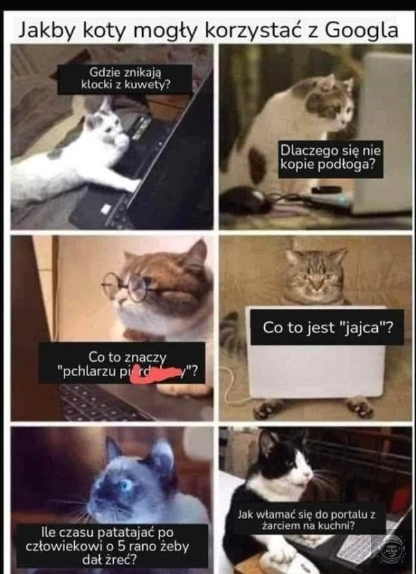 koteł