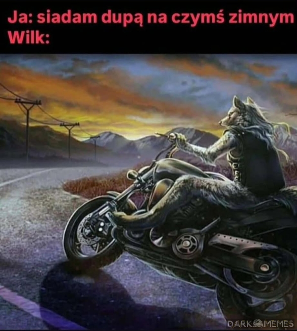Wilk
