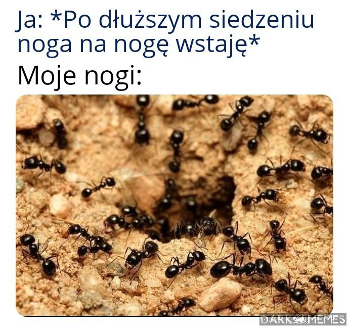 Mrowisko
