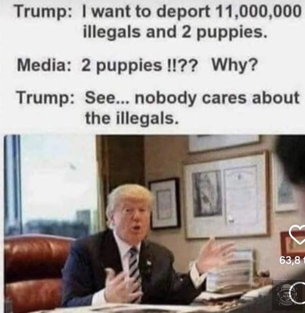 Puppies
